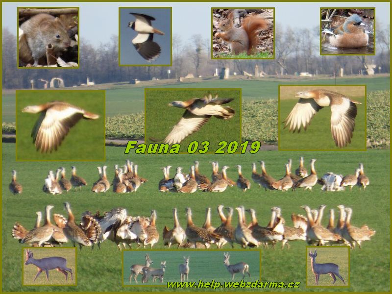 fauna 03